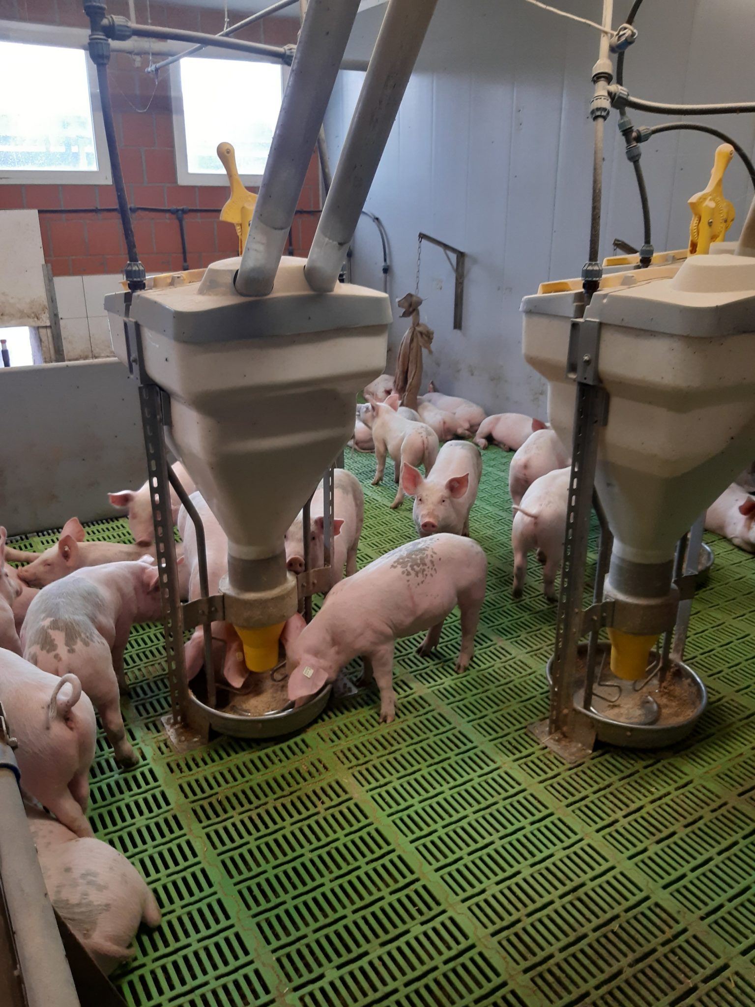 Ferkelstall – Hof Deye